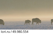 Зубр европейский дикие животные зимой на снегу, Bison bonasus. Стоковое видео, видеограф Дмитрий Якубович / Фотобанк Лори