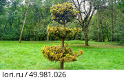 Green firtree on background tree and grass Fir clipped in summer day. . Стоковое фото, агентство Ingram Publishing / Фотобанк Лори