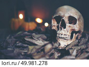 Human skull, Halloween concept, vintage filter image. Стоковое фото, агентство Ingram Publishing / Фотобанк Лори