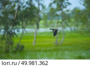 birds family flying over the lake. Стоковое фото, агентство Ingram Publishing / Фотобанк Лори
