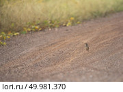 Oriental Skylark bird. Стоковое фото, агентство Ingram Publishing / Фотобанк Лори