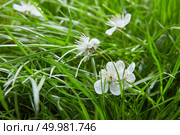 green grass with small white flowers background texture. Background with green grass and flowers. Стоковое фото, агентство Ingram Publishing / Фотобанк Лори