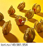 Close up view of autumn composition with ripe yellow physalis plant on a yellow background with soft shadows.. Diagonally symmetrical rows of a pattern with yellow physalis fruit with shadows on a yellow background. Стоковое фото, агентство Ingram Publishing / Фотобанк Лори
