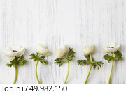 Copy space may be used for your ideas, emotions, etc. Composition of beautiful white flowers represented separately over white wooden background.. White flowers on white background. Стоковое фото, агентство Ingram Publishing / Фотобанк Лори