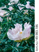 Blossoming of pastel light pink peonies on green branches with leaves. Card Concept,. Pastel light pink flower of peony on green branches with leaves. Стоковое фото, агентство Ingram Publishing / Фотобанк Лори
