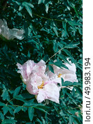 sightly lovely trendy light pink peony grows on a flower bed in a decorative garden.. peony flower head in garden with green leaves. Стоковое фото, агентство Ingram Publishing / Фотобанк Лори