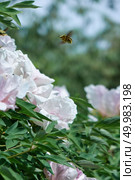 Beetle in flying motion close-up over pink flowers peonies with a bush in bloom against the sky at botanical garden in summer, spring. Soft focus.. Close-up of a flying beetle against the sky and flowering bush with gently pink pion flowers in the summer in a botanical garden. Стоковое фото, агентство Ingram Publishing / Фотобанк Лори