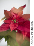 The Flower of the Christmas poinsettia red isolated on white with sun rays, macro shot. The poinsettia red flowers Euphorbia pulcherrima with sun rays. Стоковое фото, агентство Ingram Publishing / Фотобанк Лори