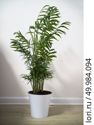 House plant Chamaedorea in a ceramic flower pot isolated on a white background. A potted plant Chamaedorea elegans isolated on white. Стоковое фото, агентство Ingram Publishing / Фотобанк Лори