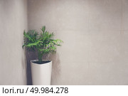 green Shrub tree with space. Стоковое фото, агентство Ingram Publishing / Фотобанк Лори