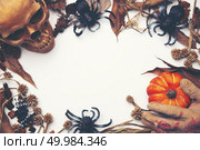 Spider fakes for use in Halloween. Стоковое фото, агентство Ingram Publishing / Фотобанк Лори