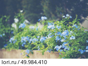green Shrub tree with space. Стоковое фото, агентство Ingram Publishing / Фотобанк Лори