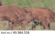 Зубр европейский молодые животные, теленок зубра Bison bonasus. Стоковое видео, видеограф Дмитрий Якубович / Фотобанк Лори