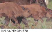 Зубр европейский молодые животные, теленок зубра Bison bonasus. Стоковое видео, видеограф Дмитрий Якубович / Фотобанк Лори