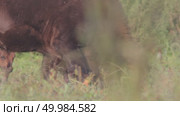 Зубр европейский молодые животные, теленок зубра Bison bonasus. Стоковое видео, видеограф Дмитрий Якубович / Фотобанк Лори