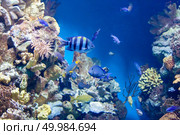 Sergeant major fish and many other fish Sergeant major fish on background of a coral reef. Sergeant major fish. Стоковое фото, агентство Ingram Publishing / Фотобанк Лори