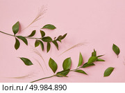 Green twigs isolated over pink background as decoration of any texture. Blank space may be used for noting your ideas, emotions, etc.. Green twigs isolated. Стоковое фото, агентство Ingram Publishing / Фотобанк Лори