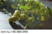 Ripe Hop cones on bush with green leaves. Fresh herbal ingredient for beer production. Selective focus. Hop cones with leaves. Стоковое фото, агентство Ingram Publishing / Фотобанк Лори