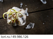 sprouting garlic with young sprouts on a wooden old table flat lay. old sprouting garlic on wooden table. Стоковое фото, агентство Ingram Publishing / Фотобанк Лори