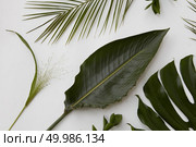 Many green leaves isolated over white background. Decoration of green leaves for designing your poster, post card, etc.. Green leaves isolated. Стоковое фото, агентство Ingram Publishing / Фотобанк Лори