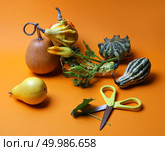a variety of pumpkins, pears, a stalk of pumpkins and scabbard on an orange background Autumn Composition. composition of decorative pumpkins and pears. Стоковое фото, агентство Ingram Publishing / Фотобанк Лори