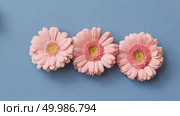 Pink gerbera isolated on a blue paper background. The figure from the game Tetris. Minimal flower composition. Flat lay.. Pink gerbera isolated on a blue paper background. Стоковое фото, агентство Ingram Publishing / Фотобанк Лори