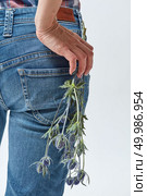 Close-up of a woman in blue jeans is holding an eryngium flower. View from the back. Holiday.. Beautiful blue flowers eryngium holds a woman. Стоковое фото, агентство Ingram Publishing / Фотобанк Лори