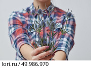 Woman with beautiful blue flowers eringium on a gray background. Mother’s Day, Women’s Day. Beautiful flower eryngium in a girl’s hand. Стоковое фото, агентство Ingram Publishing / Фотобанк Лори