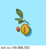 Stem with green leaves half of a ripe plum and plum bone on a blue background with space for text. Flat lay. Plum bone and half a plum on a stalk with leaves on a blue background with copy space. Flat lay. Стоковое фото, агентство Ingram Publishing / Фотобанк Лори