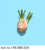 Cut parsley root with green stems on a blue background with shadows and copy space. Organic Spice.Top view. Raw freshly ground parsley root with green stems on a blue background with reflection of shadows and copy space. Top view. Стоковое фото, агентство Ingram Publishing / Фотобанк Лори