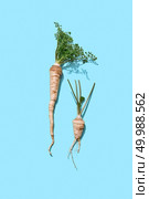 Healthy raw parsley root with green leaves on a blue background with copy space. Spicy ingredient for sauce. Flat lay. Parsley root with fresh green leaves on a blue background with copy space. Healthy vitamin vegetables. Flat lay. Стоковое фото, агентство Ingram Publishing / Фотобанк Лори