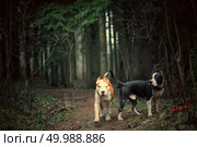 Стаффордширские терьеры играют с кольцом в лесу. Стоковое фото, фотограф Вячеслав Павлов / Фотобанк Лори