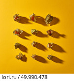 Top view composition with yellow physalis plant in clear and smooth symmetrical rows on a yellow background with soft shadows.. Flat lay view of the pattern of yellow physalis fruit with shadows in square shape on a yellow background. Стоковое фото, агентство Ingram Publishing / Фотобанк Лори
