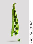 A pod of green peas is enlightened and vertically hanging with grains on a white background with shadows on the surface.. A pod of open young green peas with peas hanging vertically isolated on a white background. Стоковое фото, агентство Ingram Publishing / Фотобанк Лори