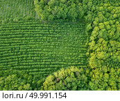 Planting young trees. The forest is a natural ecosystem. Concept of forest conservation. Drone photograph?. Forest and plantations of young trees. Concept of forest conservation. Drone photograph? Стоковое фото, агентство Ingram Publishing / Фотобанк Лори