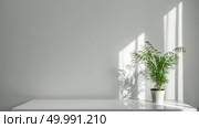 A green plant Areca in a white pot on a table rays of sun through a window create shadows on a white wall. Houseplant Areca in a white pot on a table on a white wall background. Стоковое фото, агентство Ingram Publishing / Фотобанк Лори