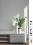 bright living room with houseplants Areca in a white flowerpot on a white table against a white wall background with window shadows. bright living room with houseplants Areca in a white pot on a table. Стоковое фото, агентство Ingram Publishing / Фотобанк Лори