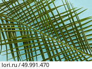 Top view of frame of nice composition of jungle leaves for decoration of any texture. Tropical palm leaves represented separately over blue background.. Palm leaves isolated. Стоковое фото, агентство Ingram Publishing / Фотобанк Лори
