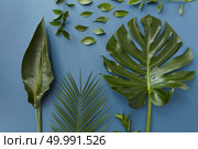 Texture concept. Top view of tropical jungle Monstera leaf, palm leaf and other green leaves are totally organized. Different green leaves isolated over blue background.. Green leaves isolated. Стоковое фото, агентство Ingram Publishing / Фотобанк Лори