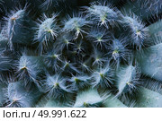Close-up of an unusual flower Echeveria or Echeveria Bristly, a succulent plant covered with white villi.. Close-up of an unusual flower Echeveria Bristly. Стоковое фото, агентство Ingram Publishing / Фотобанк Лори