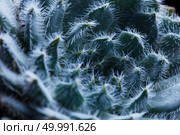 Natural pattern of a round flower of a succulent covered with small pile Echeveria Bristly. Macro Photo. Macro Photo of a round flower of succulent Echeveria Bristly. Стоковое фото, агентство Ingram Publishing / Фотобанк Лори