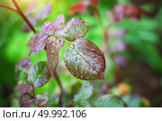 Dew of raindrops on leaf. Nature composition. Стоковое фото, агентство Ingram Publishing / Фотобанк Лори