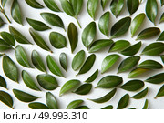 Pattern of green leaves planted separately on white background. Fresh green leaves pattern. Стоковое фото, агентство Ingram Publishing / Фотобанк Лори