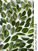 Pattern of green leaves planted separately on white background. Green leaves on white background. Стоковое фото, агентство Ingram Publishing / Фотобанк Лори