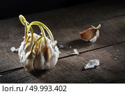 old sprouting garlic with sprouts on a old wooden background. sprouting garlic on wooden table. Стоковое фото, агентство Ingram Publishing / Фотобанк Лори