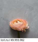 Orange rose over grey background without green leaves. Blank copy space may be used for noting your ideas, emotions, feelings. Wedding concept.. Orange rose over grey. Стоковое фото, агентство Ingram Publishing / Фотобанк Лори