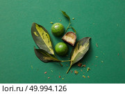 Green chocolates with beautiful leaves on the green background. green chocolate candy with jelly. Стоковое фото, агентство Ingram Publishing / Фотобанк Лори