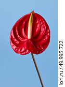 exotic red anthurium flower on a blue background. red flower on blue background. Стоковое фото, агентство Ingram Publishing / Фотобанк Лори
