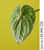 green flower Anthurium on a green background close-up. Flamingo flowers. green anthurium flower isolated. Стоковое фото, агентство Ingram Publishing / Фотобанк Лори