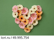 Heart made from fresh gerbera flowers on a green background. St. Valentine’s Day flat lay copy space. Heart made from fresh gerbera flowers. Стоковое фото, агентство Ingram Publishing / Фотобанк Лори
